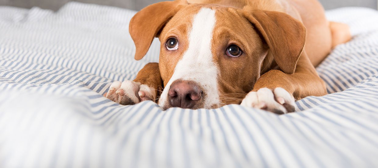 Reizdarmsyndrom beim Hund - Ursachen &amp; Hilfe