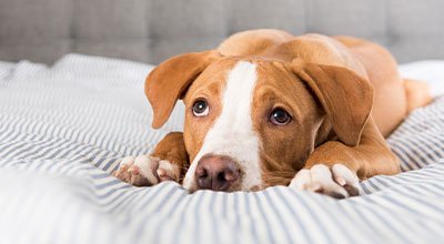 Reizdarmsyndrom beim Hund - Ursachen & Hilfe