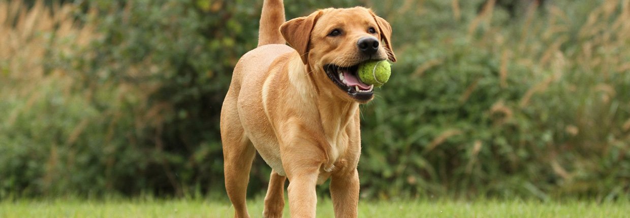 Hundeernährung: Was ist richtig?