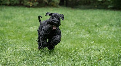 Rasseprofil: Riesenschnauzer