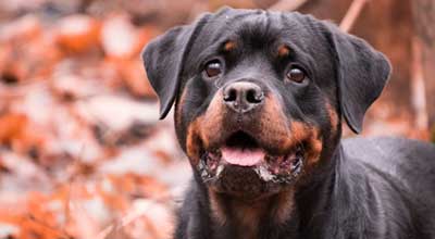 Rasseportrait Rottweiler – Charakter, Haltung, Erziehung & mehr