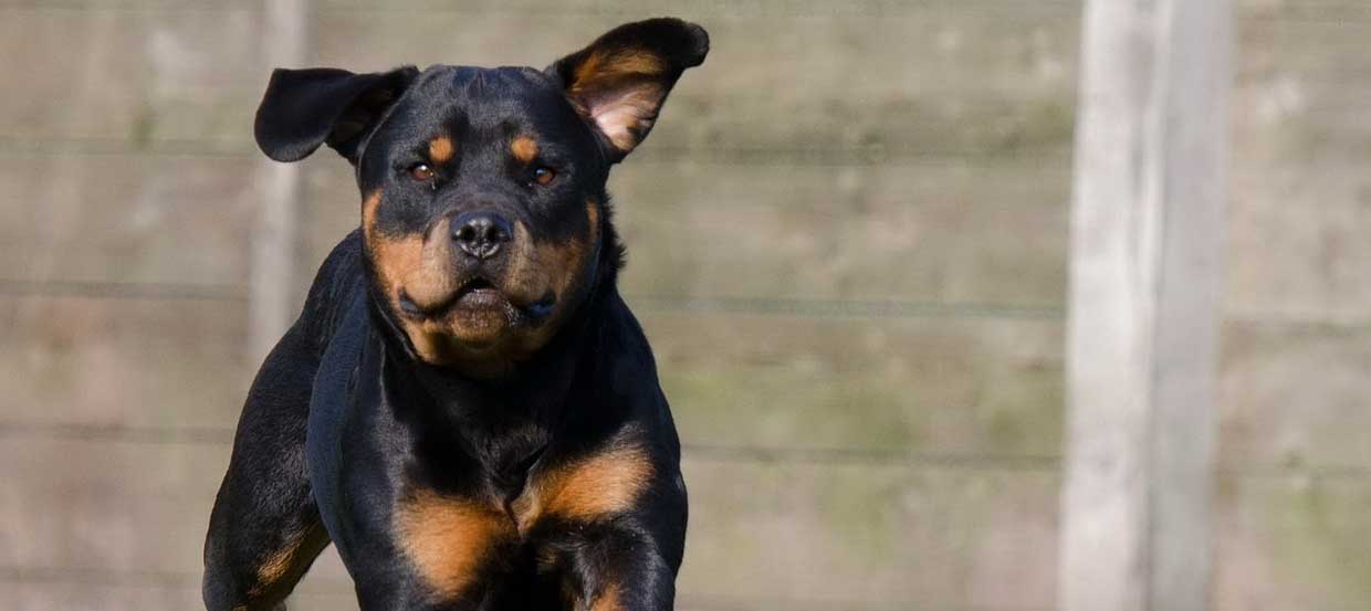 Rottweiler: Der vielseitig einsetzbare Schutz- und Familenhund