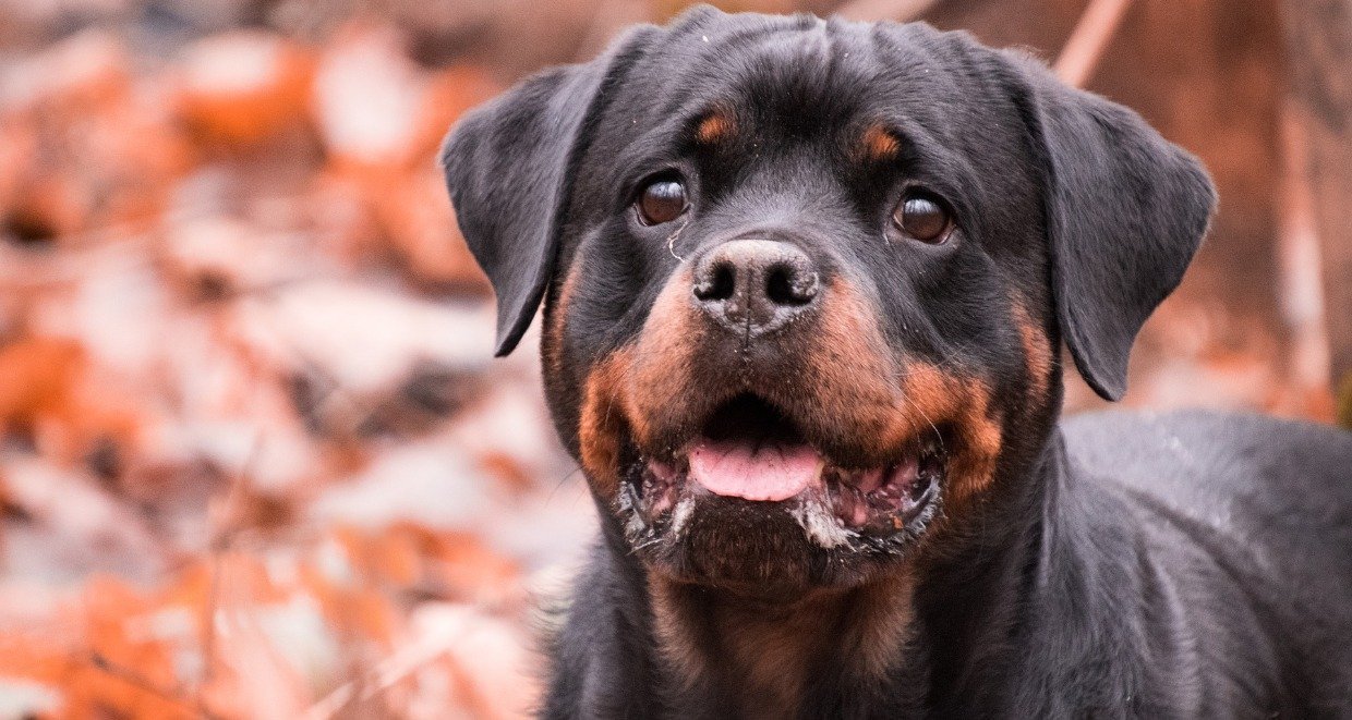 Rottweiler ♥ des Schutz- und