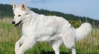 Rasseportrait: Schweizer Schäferhund