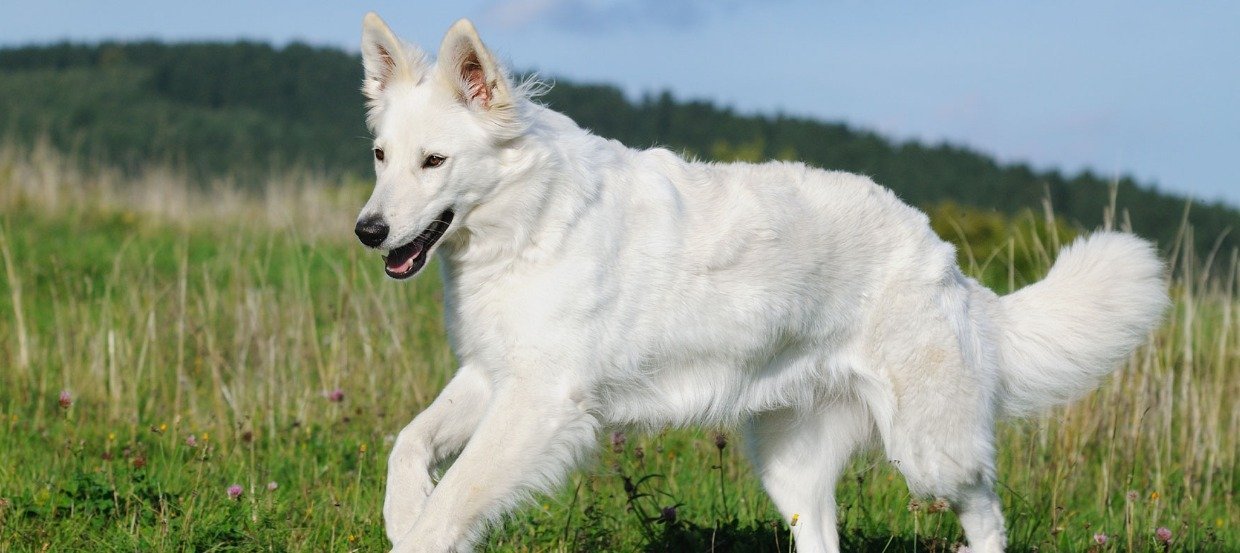 Rasseportrait: Schweizer Schäferhund