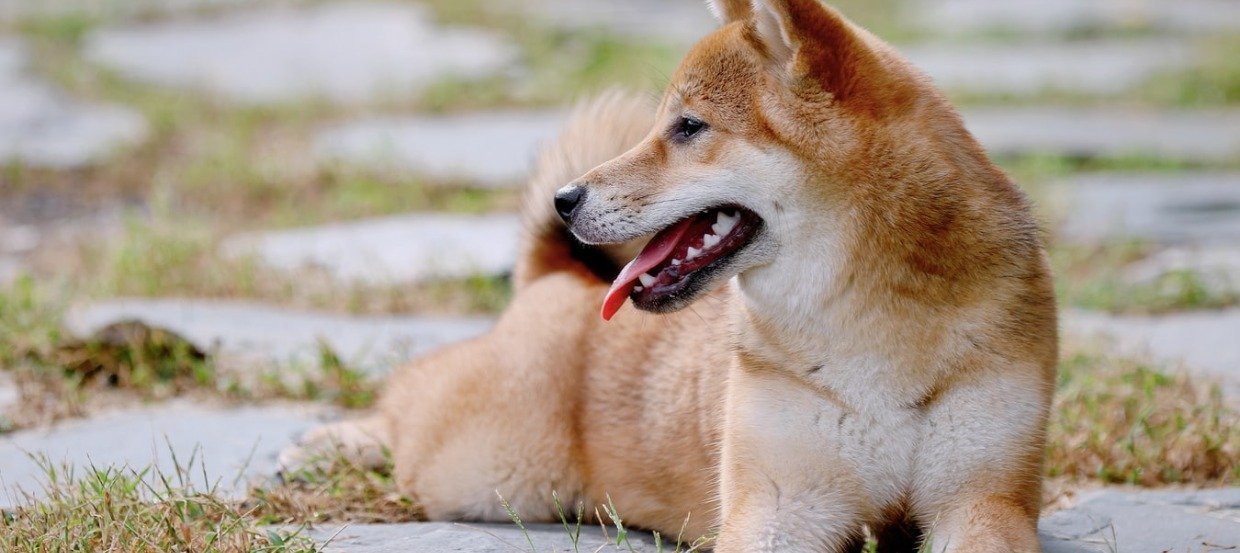 Shiba Inu: Ein Profil der eigensinnigen, kinderlieben Hunderasse