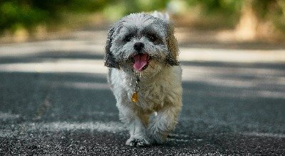 Shih Tzu: Das solltest Du über sein Wesen, seine Haltung und Ernährung wissen