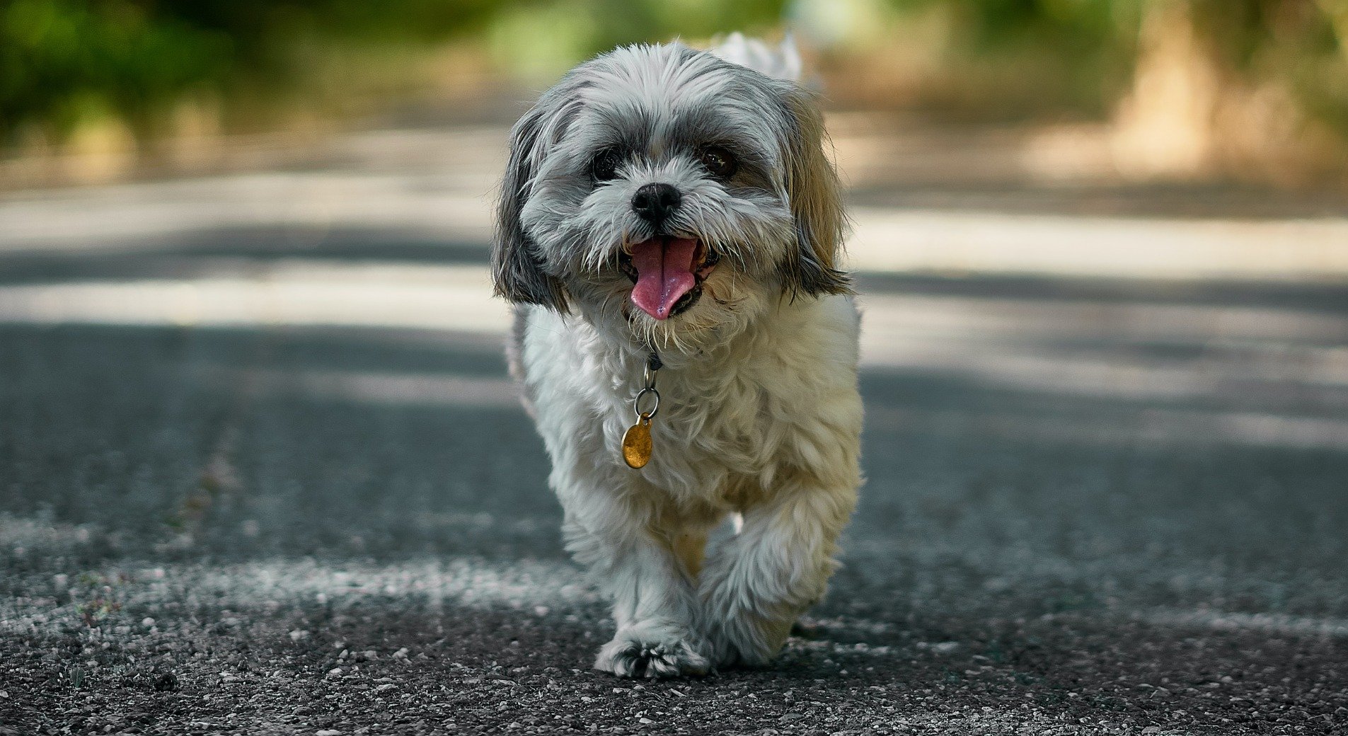 Anger bibliotek Forfatning Shih Tzu Rassenprofil ➤ Wesen, Haltung, Pflege und Ernährung