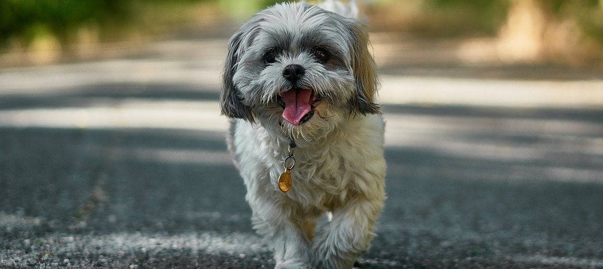 Shih Tzu: Das solltest Du über sein Wesen, seine Haltung und Ernährung wissen