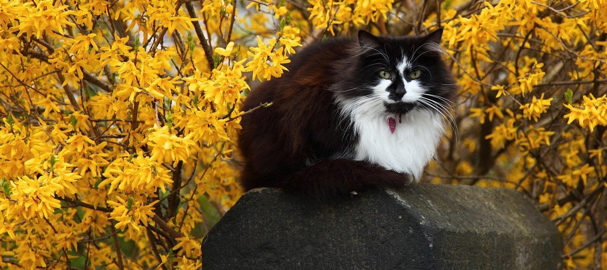Schön, bunt und gefährlich: Giftige Pflanzen und Blumen für Katzen