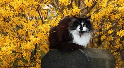 Schön, bunt und gefährlich: Giftige Pflanzen und Blumen für Katzen