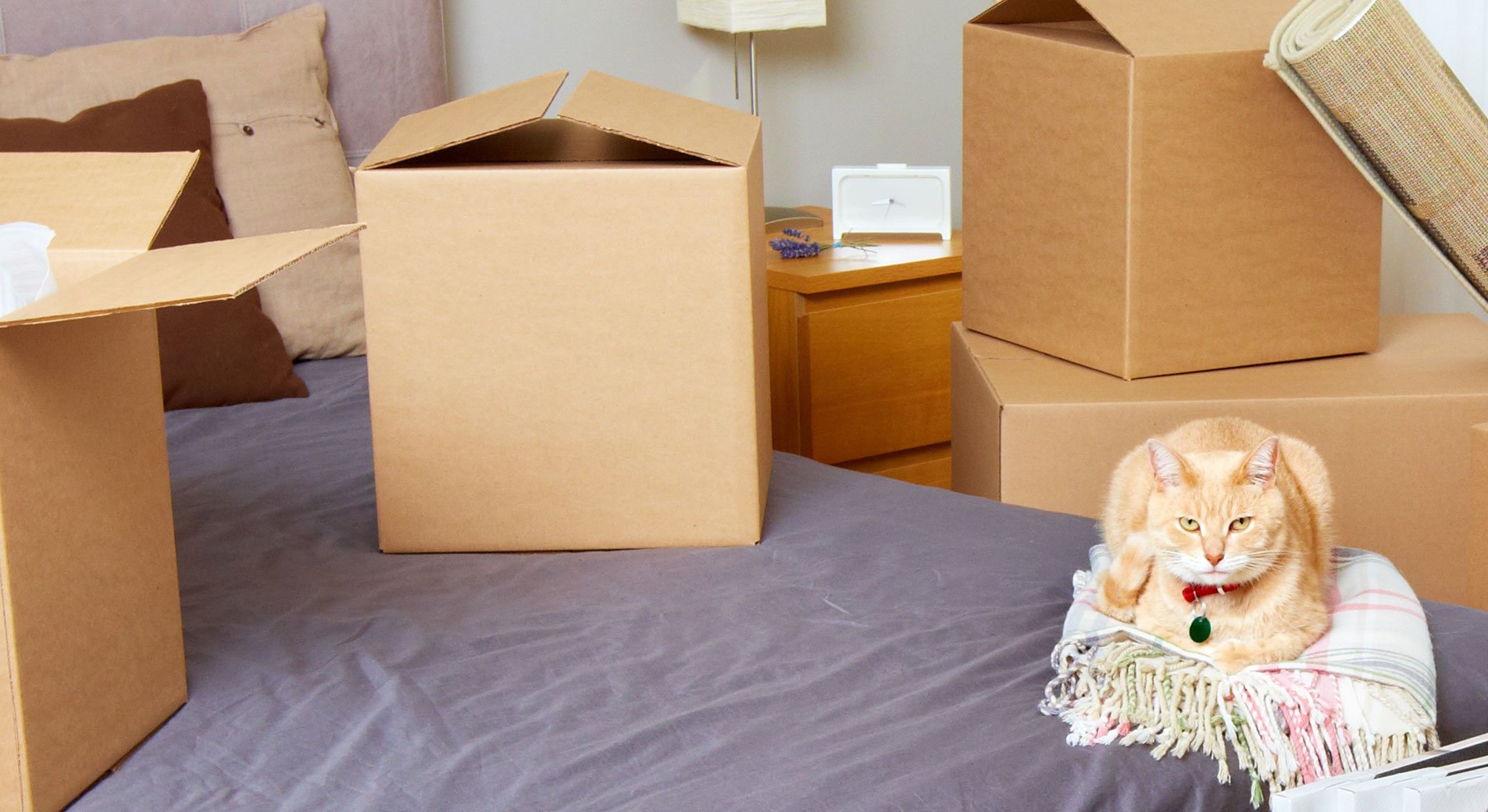 Umzug Katze Mitnehmen Oder Zuhause Lassen Wohnungswechsel mit Katze die besten Tipps