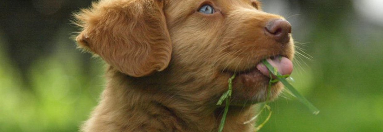 Ihr Hund Frisst Kot So Können Sie Das Vermeiden