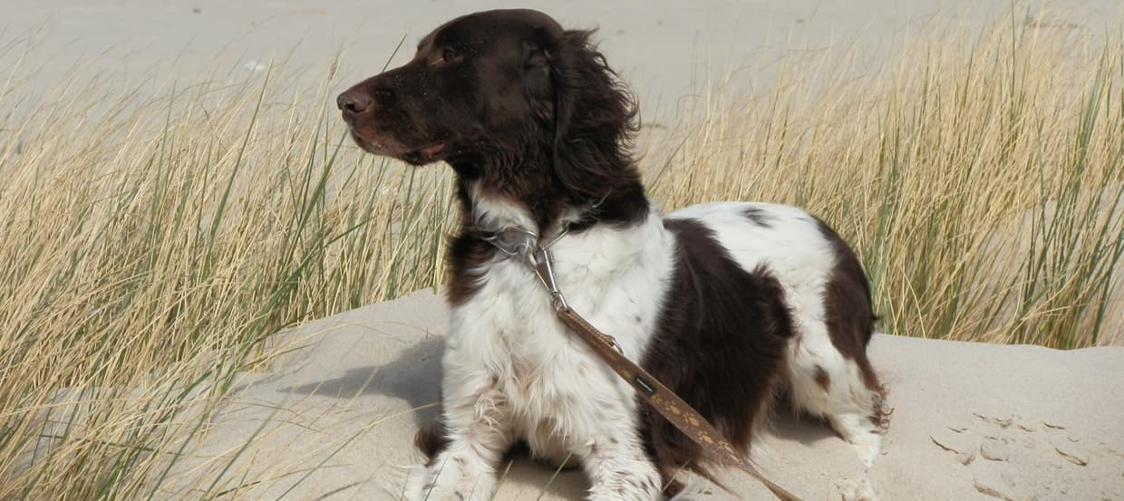 Stressfreier Urlaub Mit Hund Reiseplanung Tipps