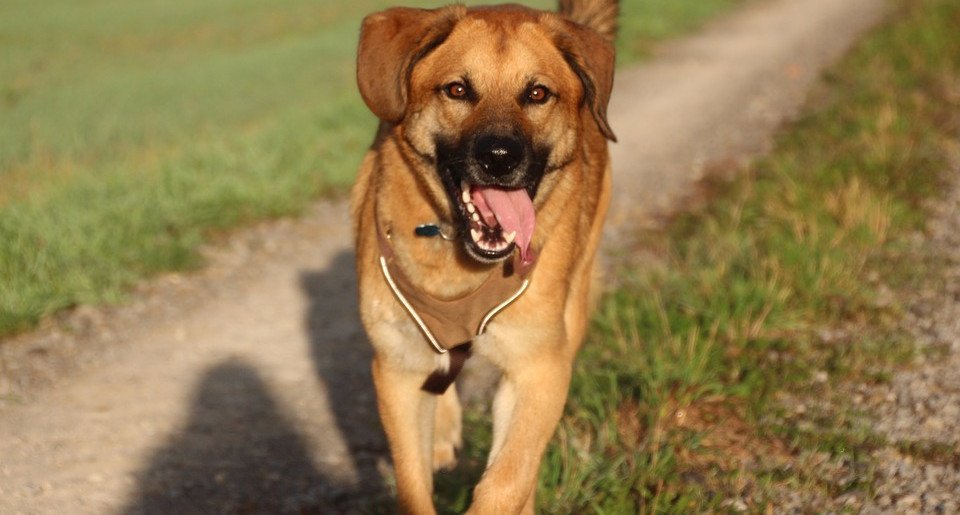 Krallen Schneiden Bei Hunden Tipps Und Anleitung