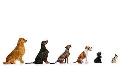 Die Wachstumskurve von Hunden: So entwickelt sich das Gewicht von Havaneser, Labrador, Schäferhund und Co.