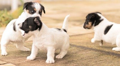 Der Welpe beißt? So kannst Du ihm das Beißen abgewöhnen