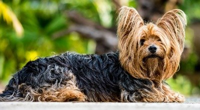 Der Yorkshire Terrier: Charakter, Haltung, Pflege und Erziehung