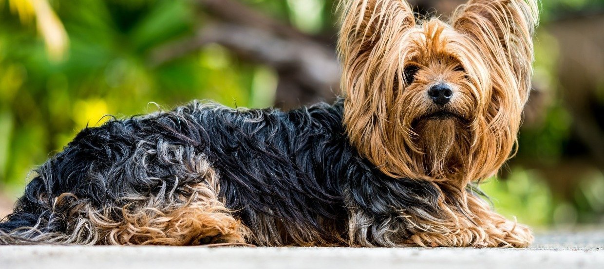 Der Yorkshire Terrier: Charakter, Haltung, Pflege und Erziehung