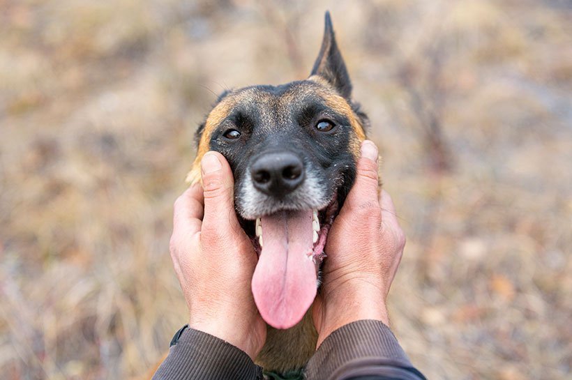 Fröhliches Hundegesicht in Händen von Mann  