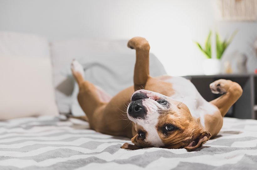 Hund liegt auf dem Rücken  