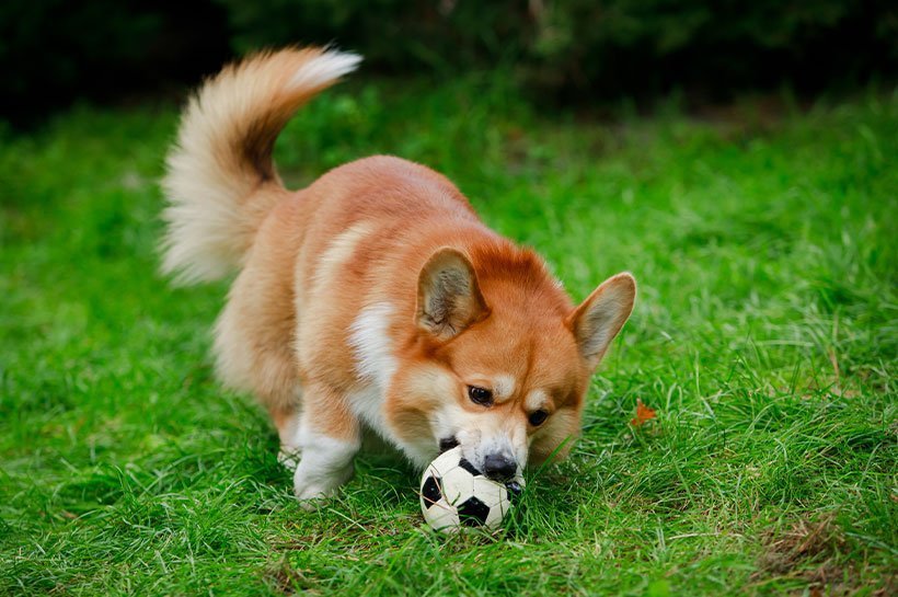 Corgi, Zunge rausstreckend