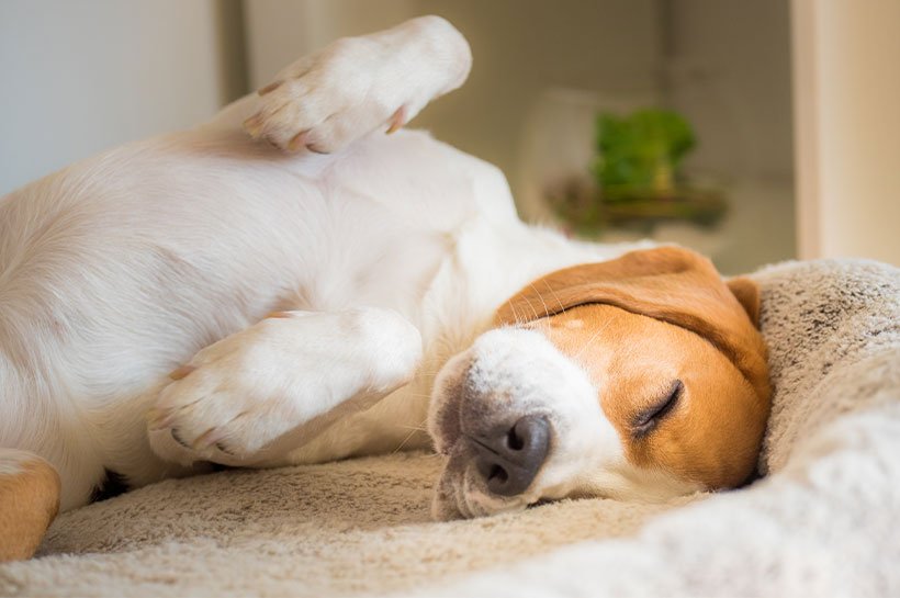 Hund schläft im Hundebett