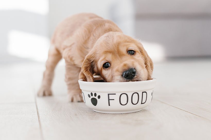 Hund sitzt vor Futter- und Wassernapf