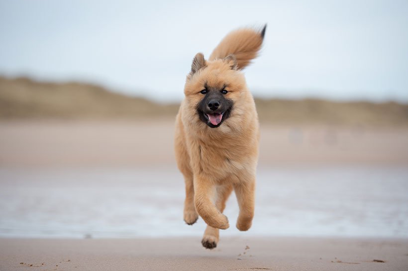 Eurasier rennt freudig am Strand entlang 