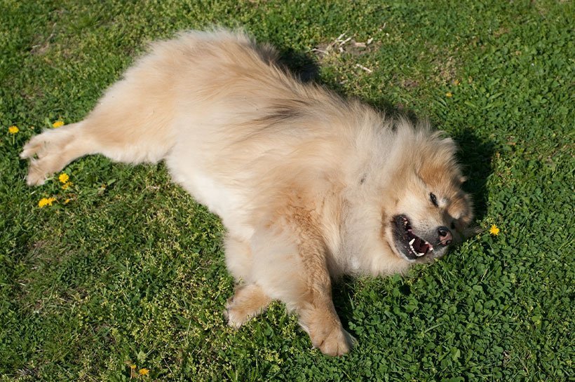 Eurasier ruht sich auf einer Wiese aus