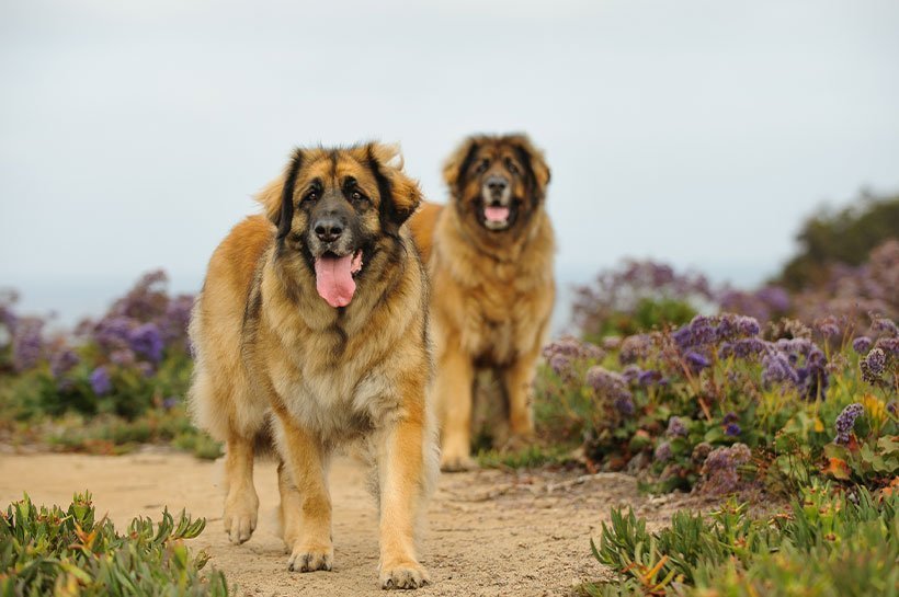 Zwei Leonberger laufen auf einem Weg umringt von lila Blumen