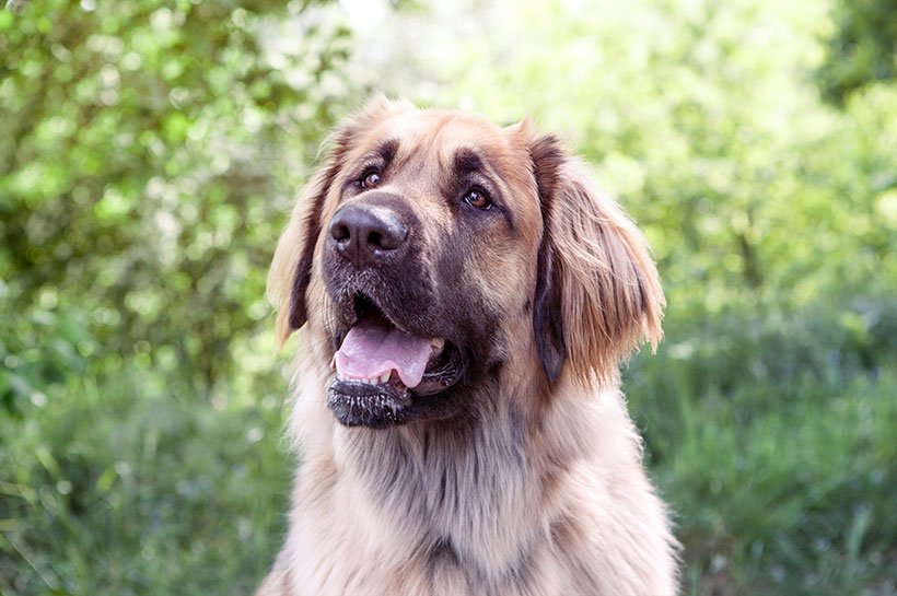 Leonberger Frontalansicht Gesichtsaufnahme