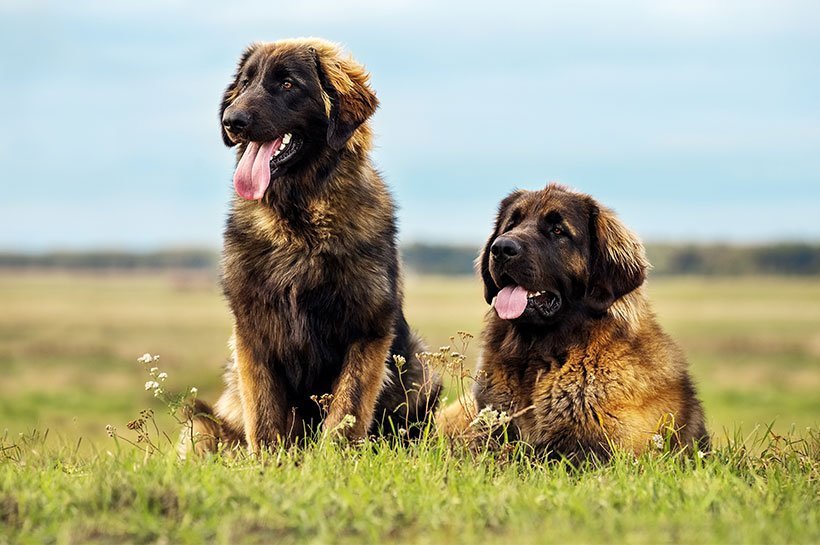 Zwei Leonberger sitzend und liegend