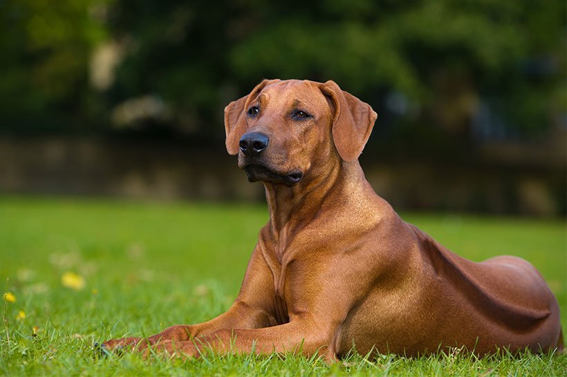 Rhodesian Ridgeback sitzend auf einer Wiese