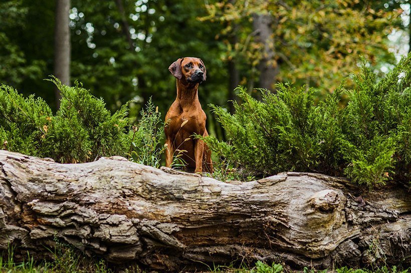 Rhodesian Ridgeback Frontansicht stehend auf einem Baustamm