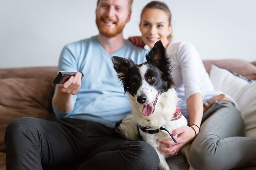 Herrchen, Frauchen und Hund sitzen auf dem Sofa und schauen gespannt einen Film  