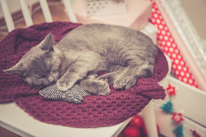 Kätzchen schläft neben Kalender auf einem Stuhl