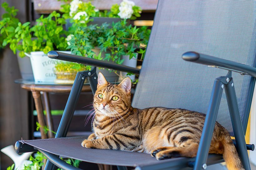 Getigerte Katze liegt auf grauem Gartestuhl