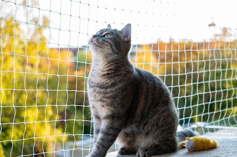 Getigerte Katze vor Katzennetz auf Balkon