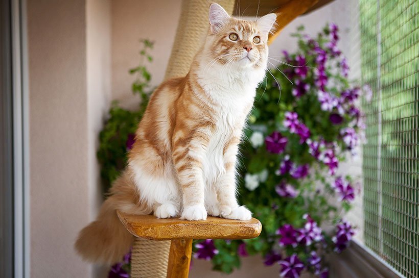 Rote Langhaarkatze auf Balkon mit Kratzbaum und Blumen im Hintergrund