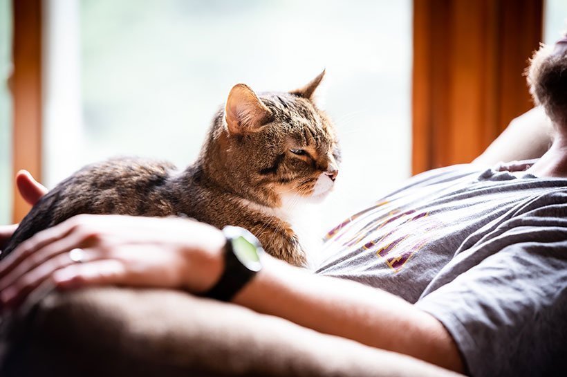 Eine Katze liegt auf dem Bauch eines Mannes.