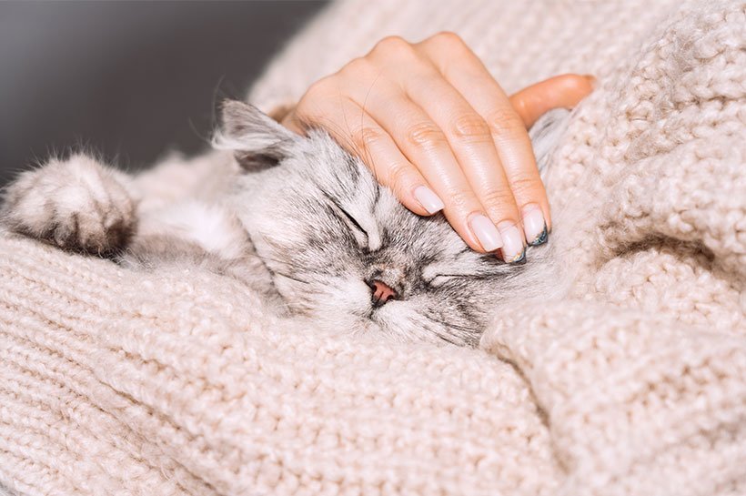 Katze liegt mit geschlossenen Augen in den Armen einer Frau und lässt sich den Kopf streicheln.