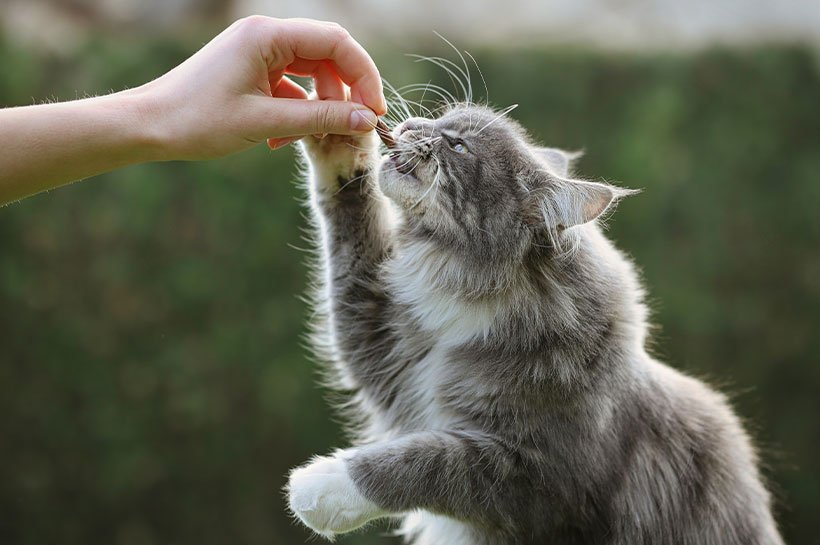 Graue Katze bekommt Leckerlis