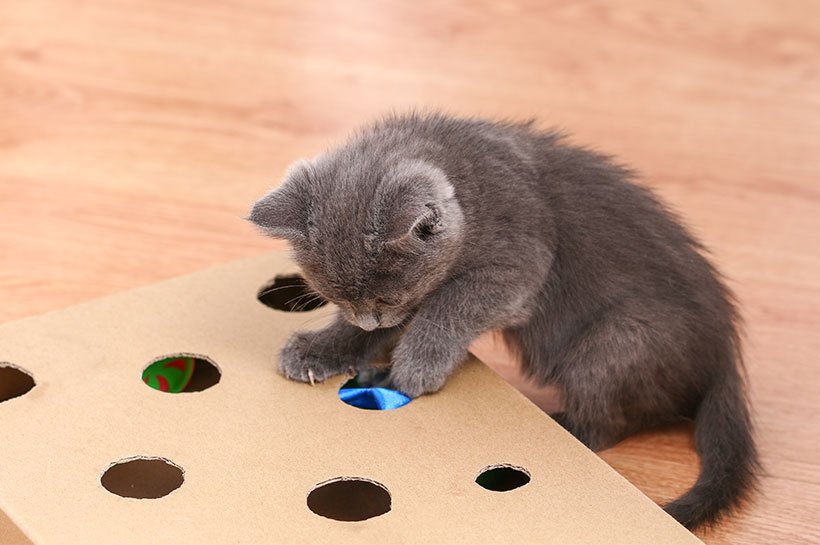 Kitten spielt mit Fummelbrett