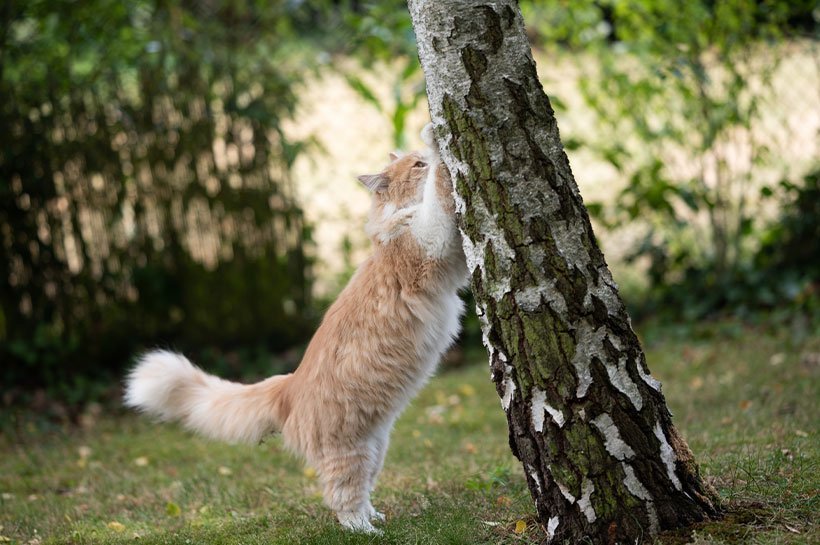 Katze kratzt sich am Baum.