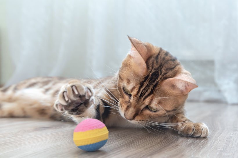 Kitten spielt mit Kugel.