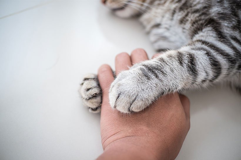 Nahaufnahme der Vorderbeine einer grau getigerten Katze, die eine Hand umschließen.