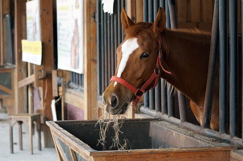 Pferd steht in seiner Stallbox und frisst genüsslich Raufutter aus einem Futtertrog. 