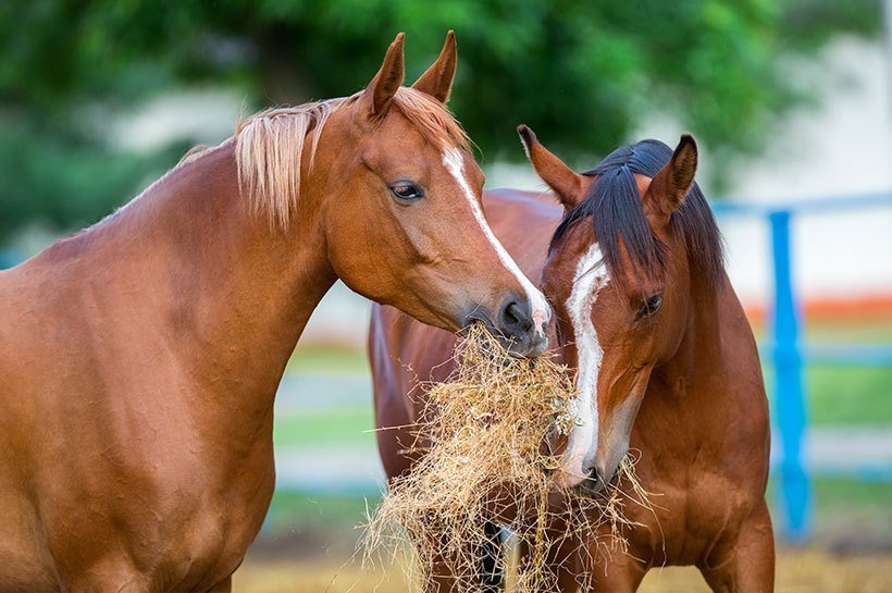 Zwei Pferde fressen genüsslich ihre extra Portion Raufutter