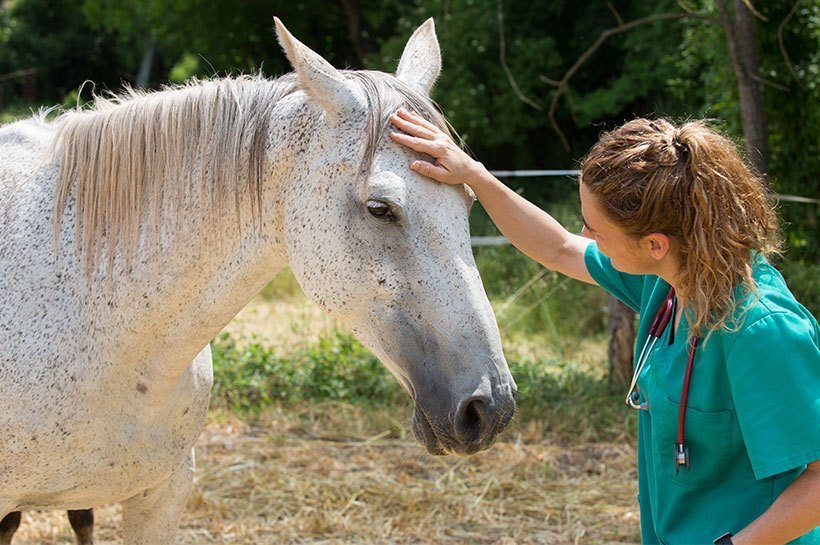 Eine Tierärztin streichelt behutsam über den Kopf eines Pferdes und signalisiert somit Vertrauen